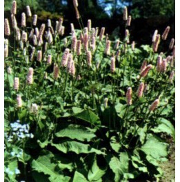 Persicaria bistorta