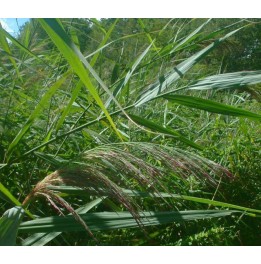 Phragmites australis