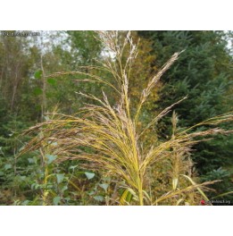 Phragmites karka variegata