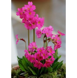 Primula rosea grandiflora