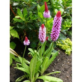 Primula vialii