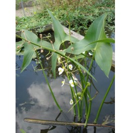 Sagittaria sagittifolia