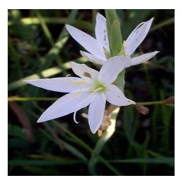 Schizostylis coccinea blanc