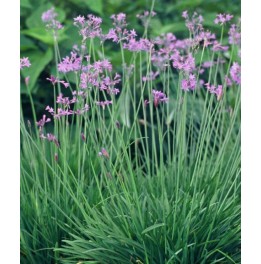 Tulbaghia violacea