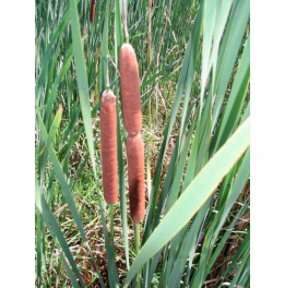 Typha angustifolia