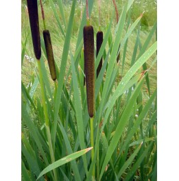 Typha latifolia