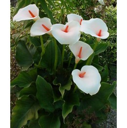 Zantedeschia aethiopica