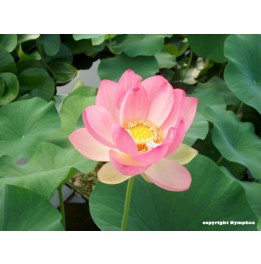 Lotus nelumbo nucifera 15 litres