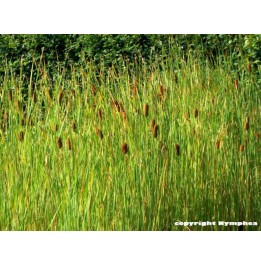 Typha laxmanii