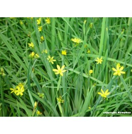 Sisyrinchium californicum