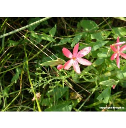 Schizostylis coccinea rose