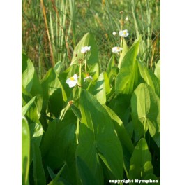 Sagittaria latifolia