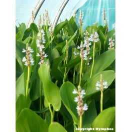 Pontederia cordata alba