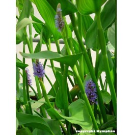 Pontederia lanceolata