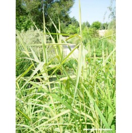 Phragmites australis variegata