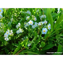 Myosotis palustris