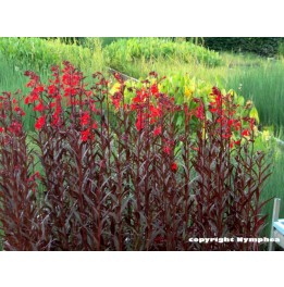 Lobelia cardinalis