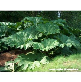 Gunnera manicata