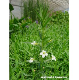 Gratiola officinalis