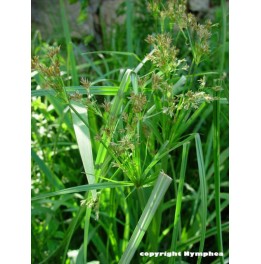 Cyperus longus