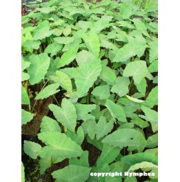 Colocasia esculenta