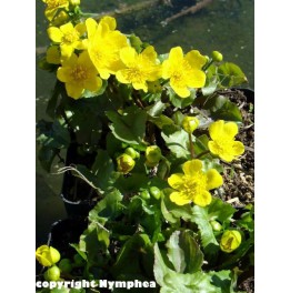 Caltha palustris