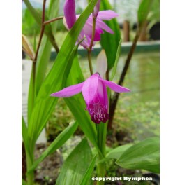 Bletilla striata