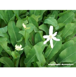 Anemopsis californicum