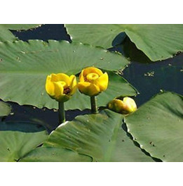 Nuphar lutea godet 11 x11