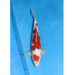 Goromo 