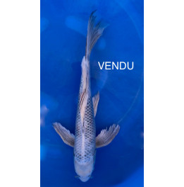 KIN SHIRO UTSURI Voilé 