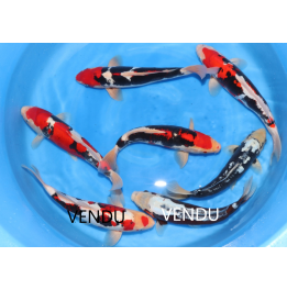 BENI KUMONRYU