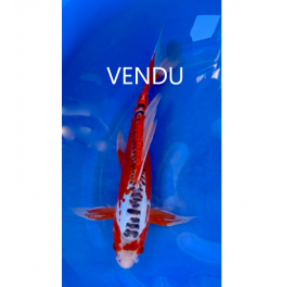 SUSHUI Voilé 