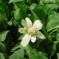 Anemopsis californicum