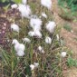 Eriophorum augustifolium