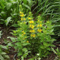 Lysimachia punctata