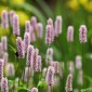 Persicaria bistorta