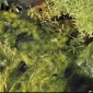 AlGo Universal 5 l Anti-algues et filaments Oase