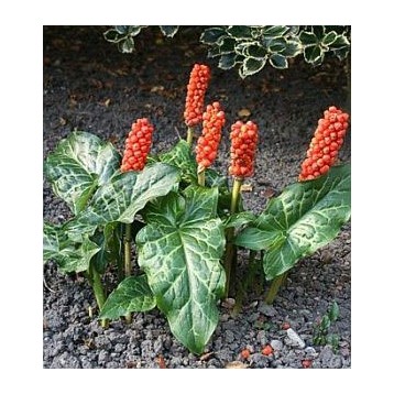 Arum italicum