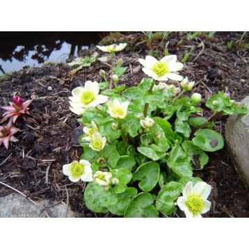 Caltha palustris alba