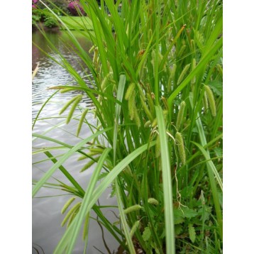 Carex pseudocyperus