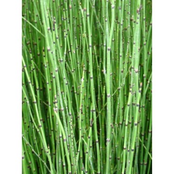 Equisetum japonicum