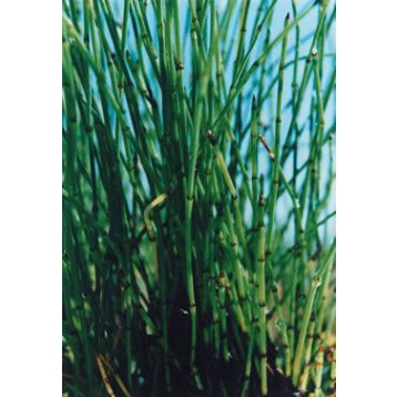 Equisetum scirpoïdes