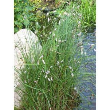 Eriophorum augustifolium