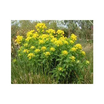 Euphorbia palustris