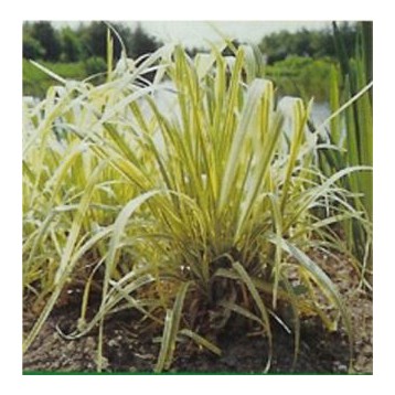 Glyceria aquatica variegata