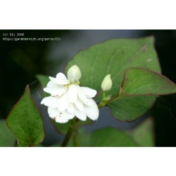 Houttuynia cordata plena