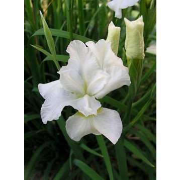 Iris kaempferi snow queen