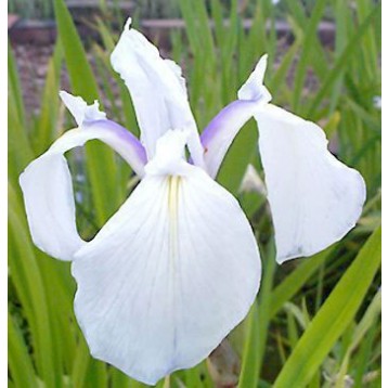 Iris laevigata snow drift