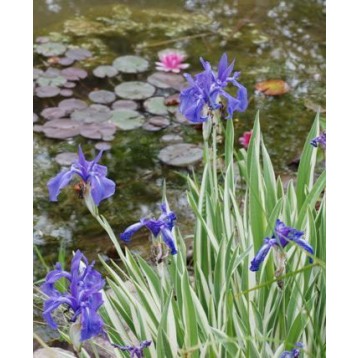 Iris laevigata variegata